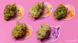 Тест: Сорт каннабиса для каждого типа эннеаграммы