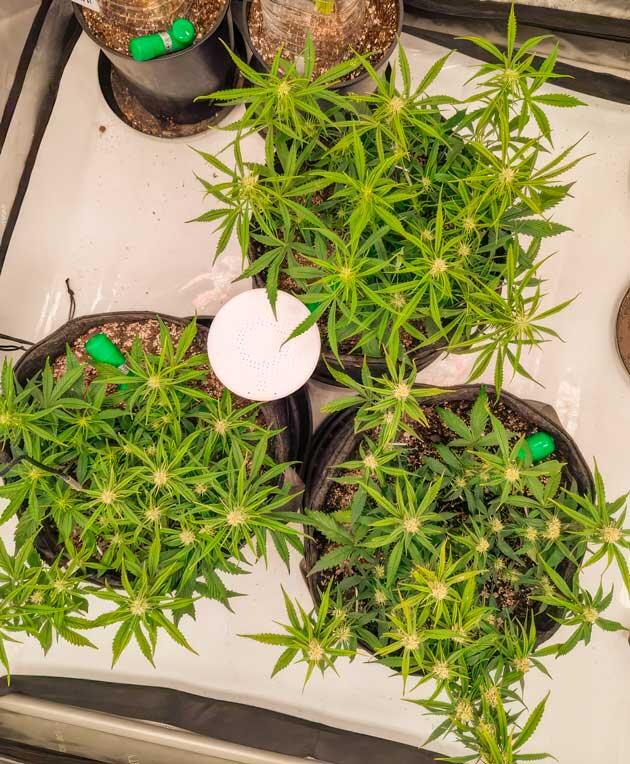 Кусты Strawberry Banana Auto на фазе цветения