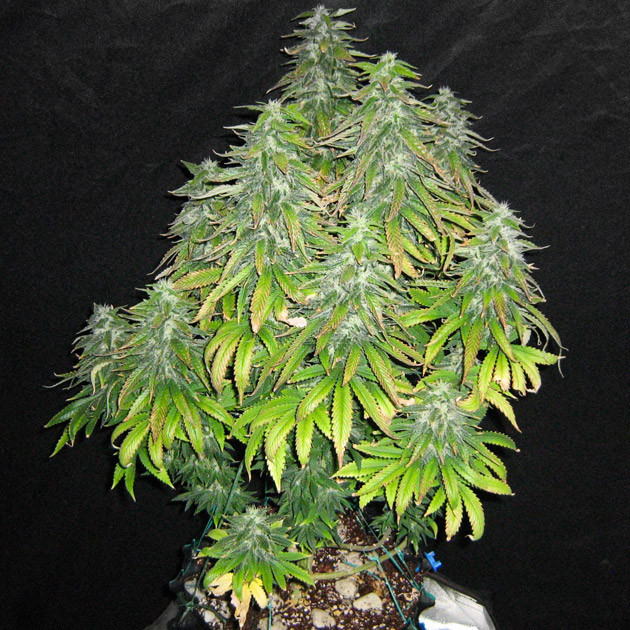 55 см роста на тринадцатой неделе