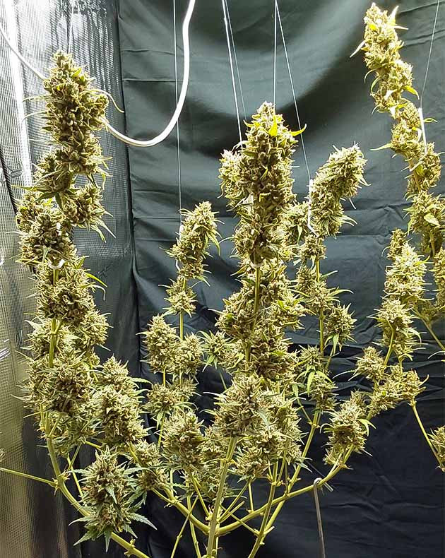 Предхарвест Mimosa Cake Auto