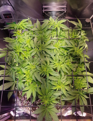 Здоровый куст Pineapple Chunk