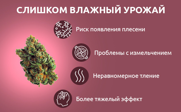 Влажный урожай