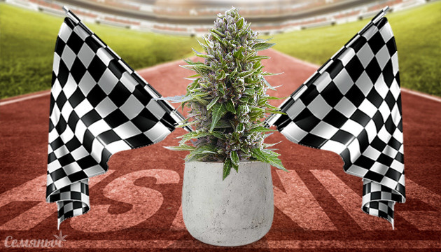 Самые быстрые сорта марихуаны