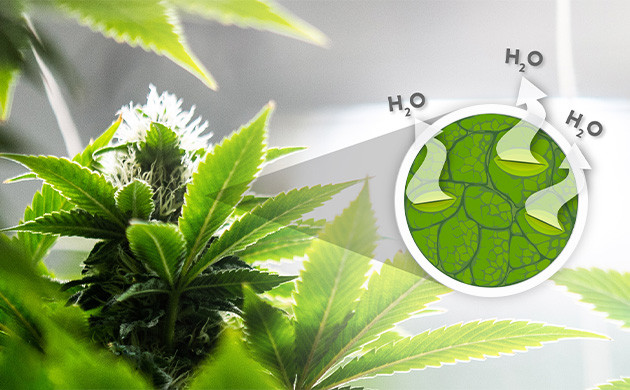 Транспирация и здоровье растений