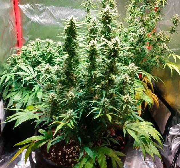 Дефолиация конопли