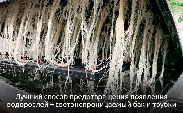 Борьба с водорослями в гидропонной системе