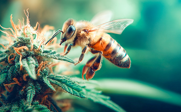 Мёд – усилитель эффекта конопли