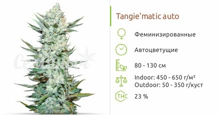 Tangie’matic auto fem