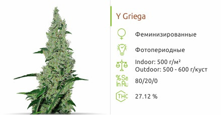 Y Griega от Medical Seeds