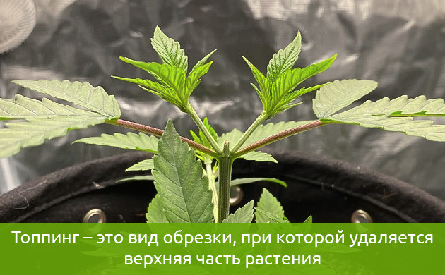 Обрезка верхней части конопли