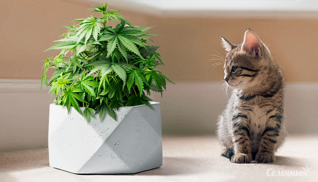 Способы ограничить размеру куста конопли при выращивании