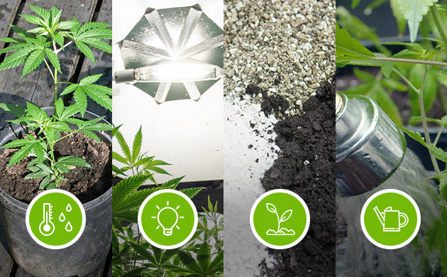 Необходимые условия для комфортного развития конопли