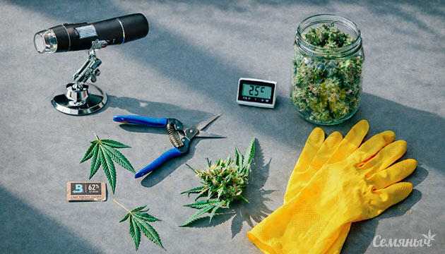 Инструменты для сбора урожая конопли: как сохранить качество шишек