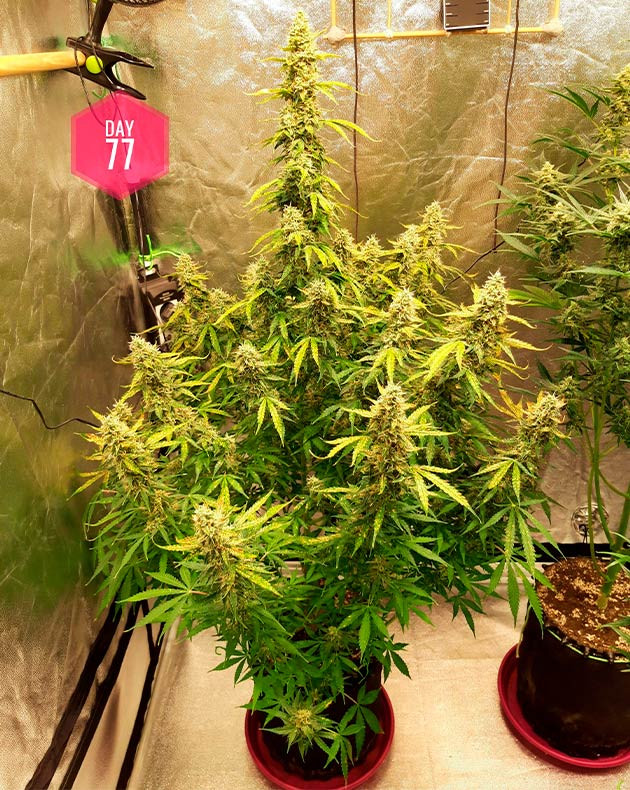 Листья конопли с желтыми пятнами