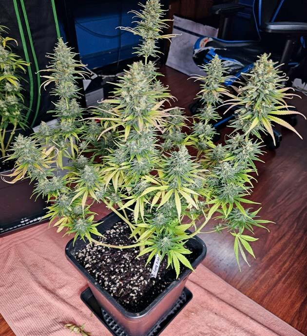 Куст Apple Betty на 13 неделе развития