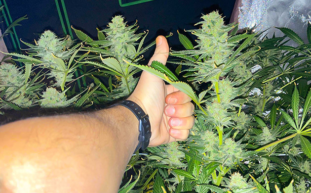 Кусты перед харвестом