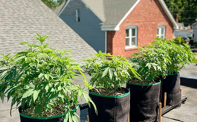 Кусты каннабиса, выращиваемые на открытой крыше здания
