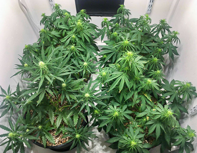 Цветущие кусты высотой 35 см