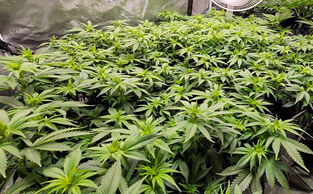 9 и 10 неделя выращивания конопли