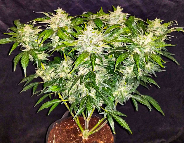 Соцветие покрывающее всю колу