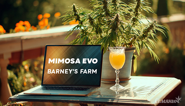 Гроурепорт сорта Mimosa Evo от Barney's Farm