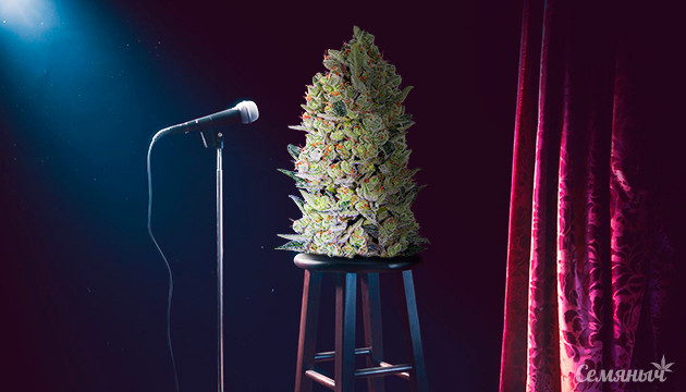 Сорта марихуаны для смеха