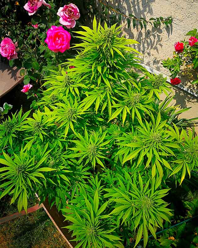 Цветущий каннабис