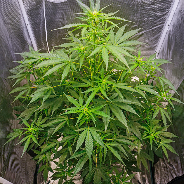 Куст ростом 90 см