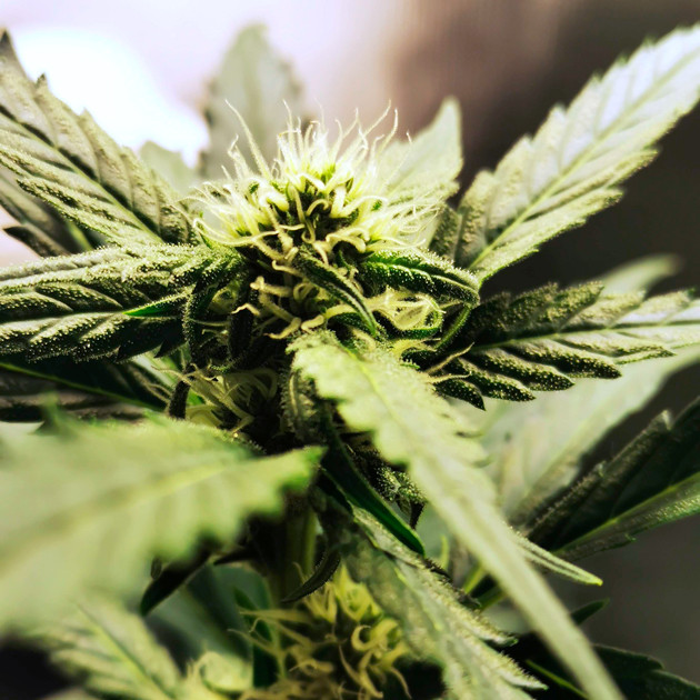 Стигмы на шишке конопли