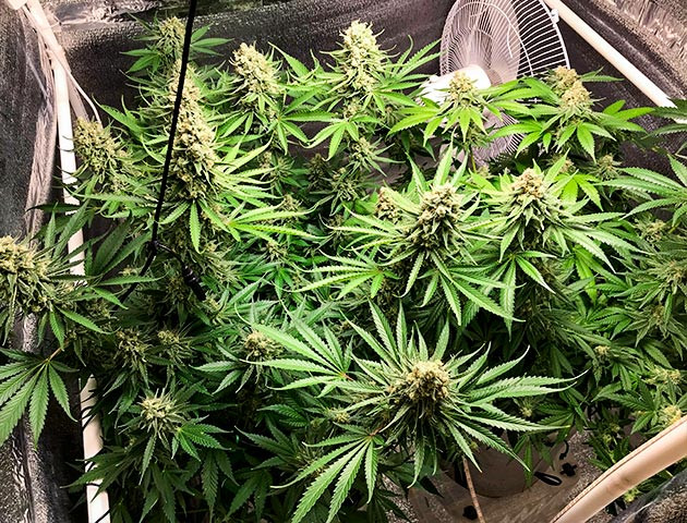 предхарвест кустов LSD