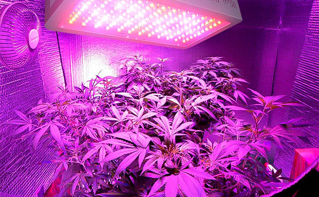 Выращивание конопли под светодиодными лампами