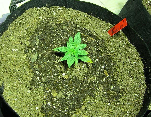 Росток 10th Planet R1 от Ethos Genetics на 2 неделе