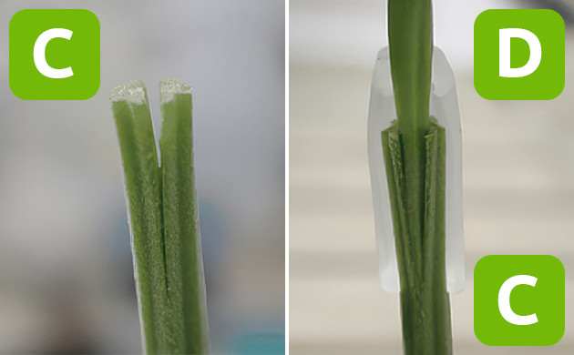 Завершение прививки и последующий уход