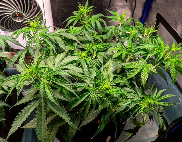 Появление точек роста соцветий