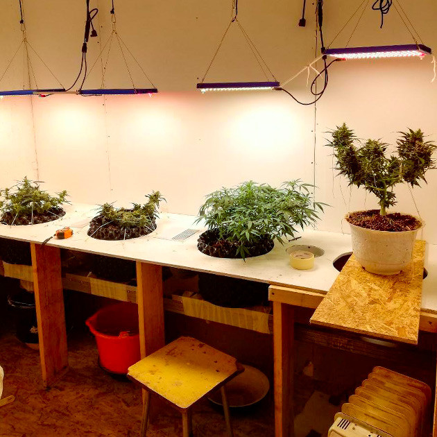 Перевод на цветение растения Alpha 21