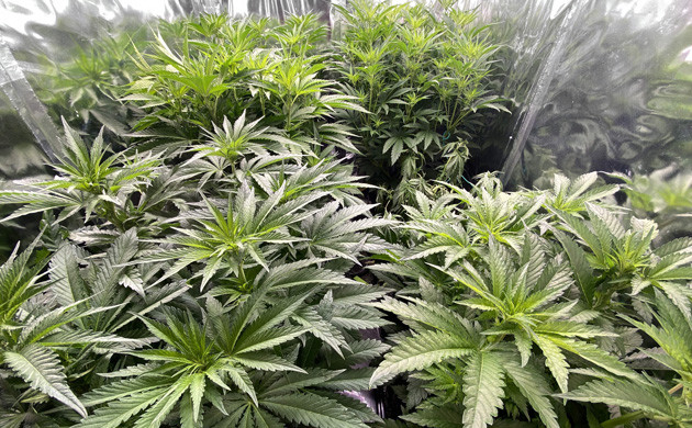 Увядание куста