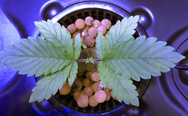 Раствор для конопли