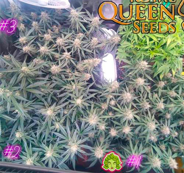 Марихуана на 7 неделе выращивания