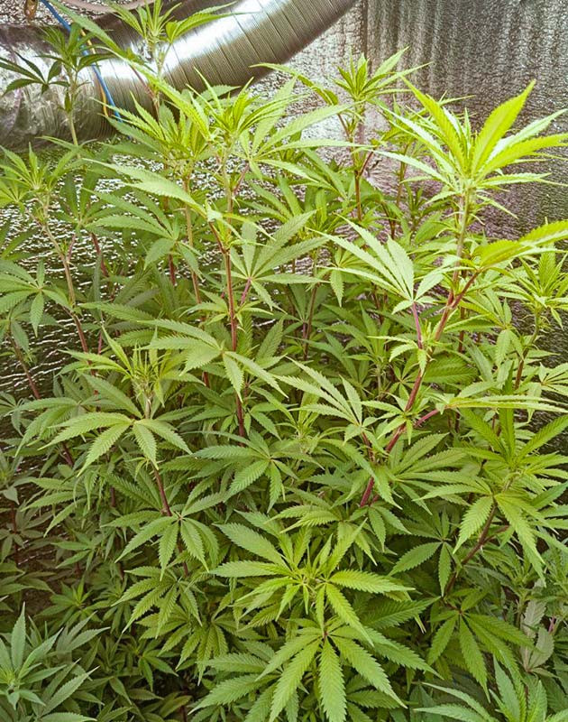 Предцвет конопли