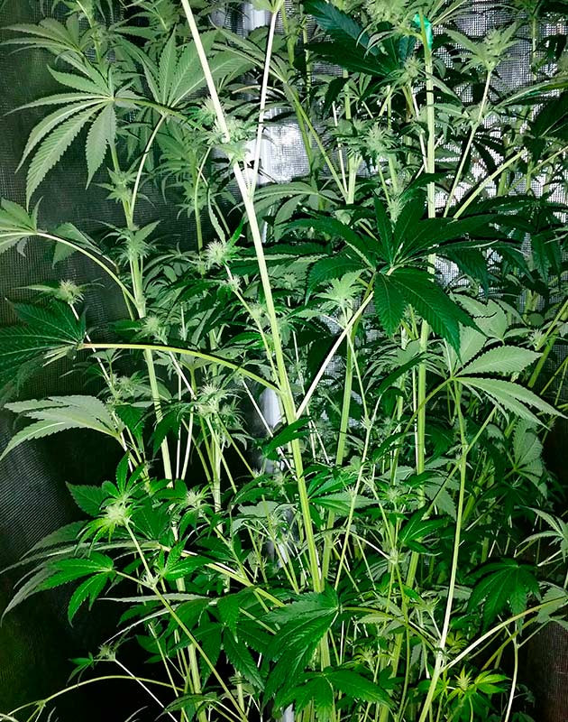 Куст высотой в 172 см