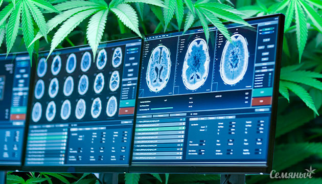 Новые исследования о лечении симптомов рассеянного склероза медицинским каннабисом 