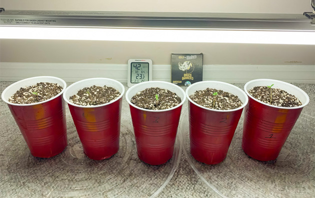 Проращивание конопли