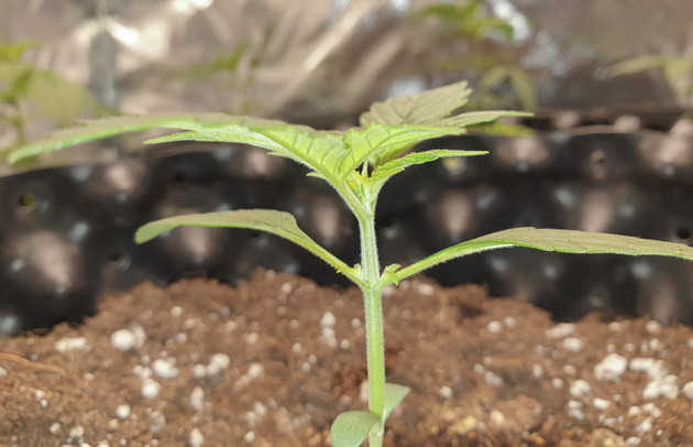 Wedding Cake Auto дневник по выращиванию