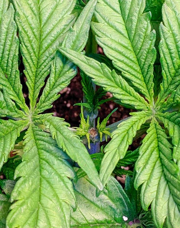 Каннабис на 4 неделе выращивания