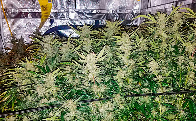 отработка кустов Gelato Auto