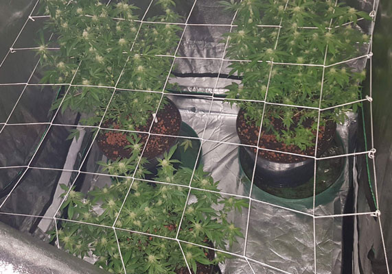 Высота кустов LSD на 7 неделе выращивания