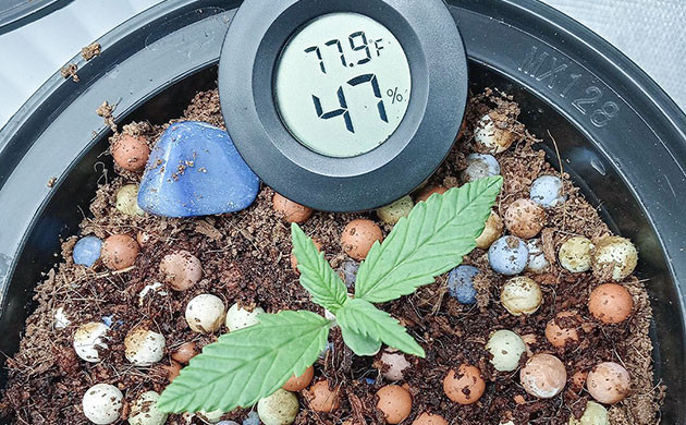 Регулирование уровня кислотности почвы конопли