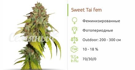 Sweet Tai fem (Sweet Seeds)