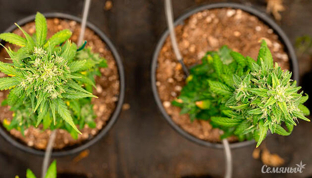 Гидропонное выращивание каннабиса