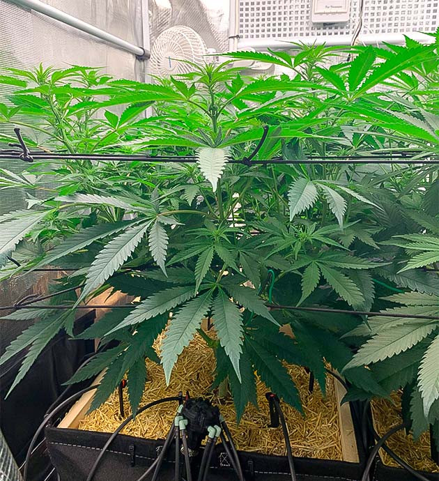 Куст Gorilla Glue #4 на стадии цветения